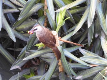 Yellow-vented Bulbul Ho Chi Minh City, Vietnam  Thu, 4/6/2023