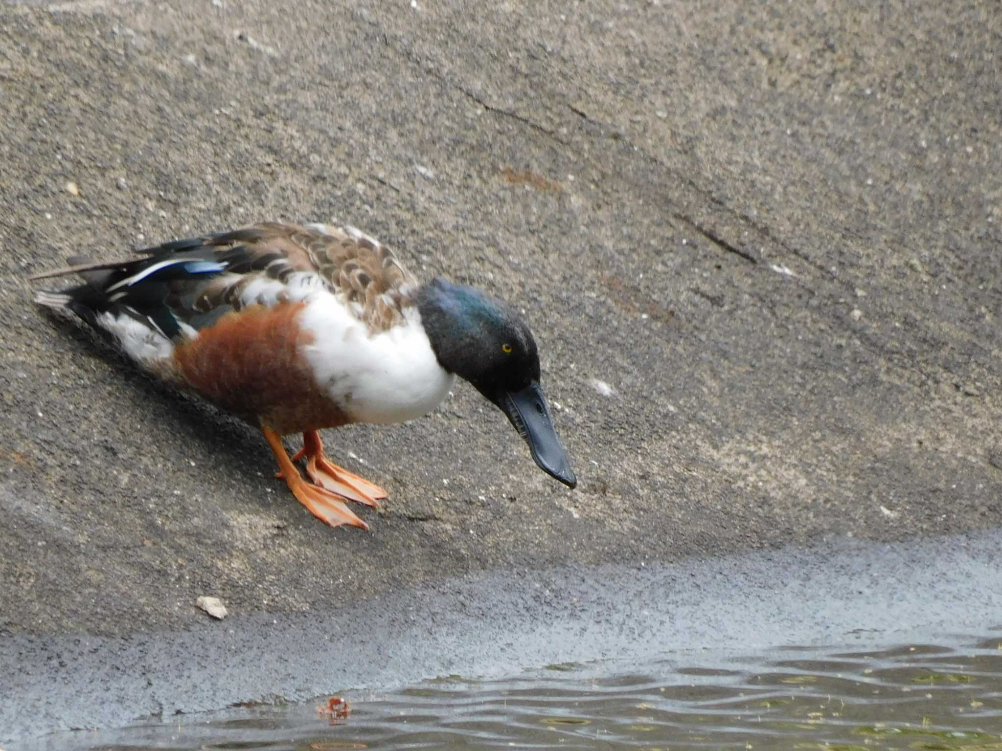 ハシビロガモ