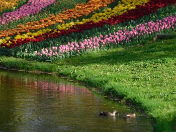 2023年4月6日(木) 昭和記念公園の野鳥観察記録