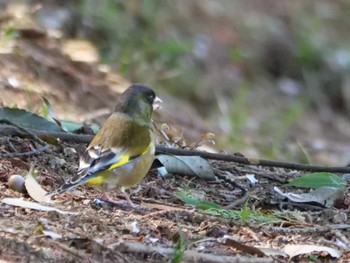 Grey-capped Greenfinch 秩父 Mon, 4/3/2023