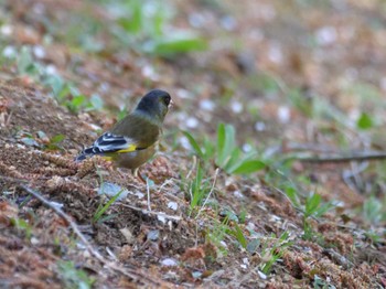 Grey-capped Greenfinch 秩父 Mon, 4/3/2023