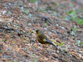 Grey-capped Greenfinch 秩父 Mon, 4/3/2023