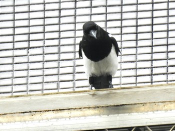 Eurasian Magpie 台北植物園 Tue, 3/28/2023