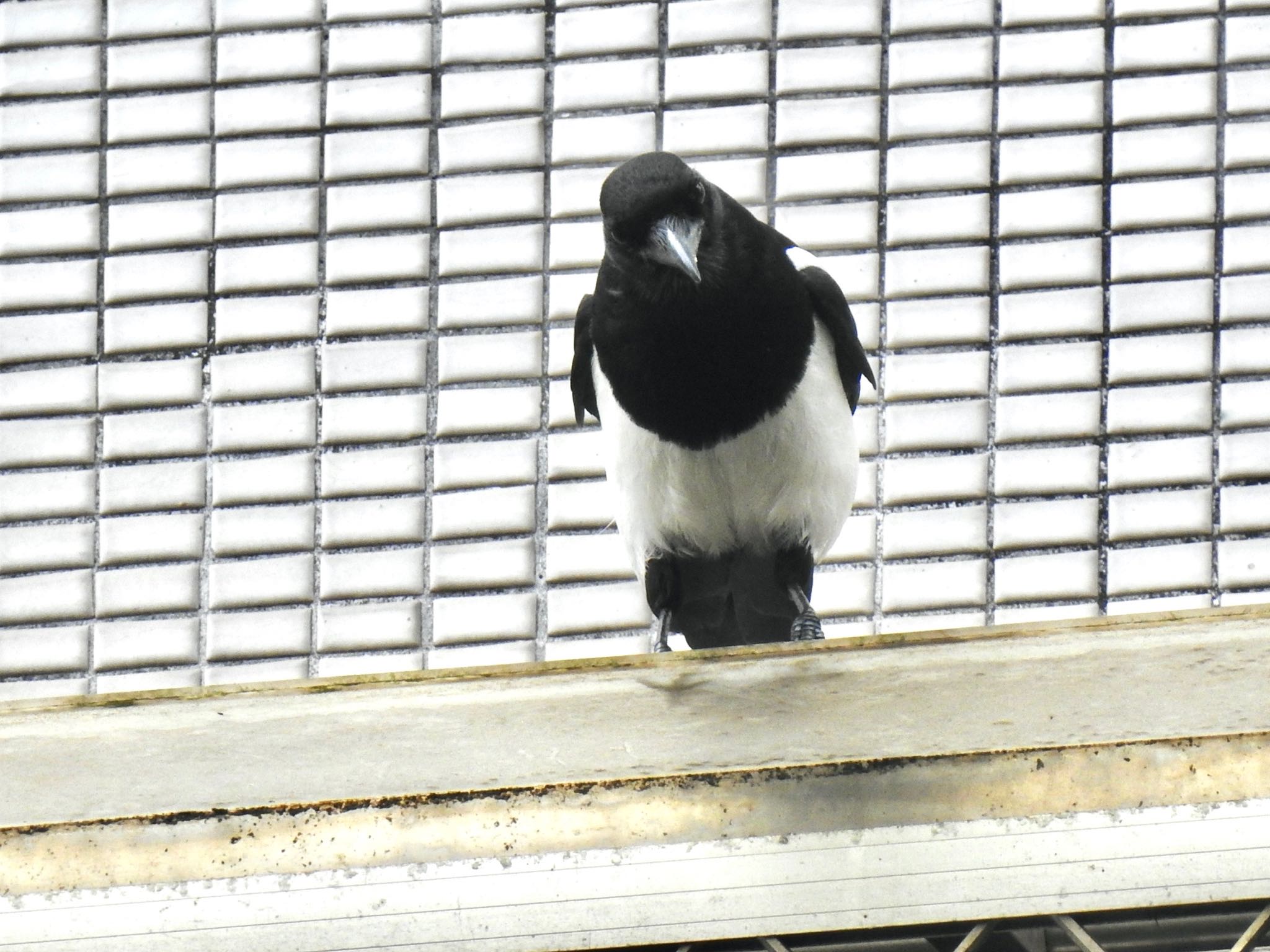 Photo of Eurasian Magpie at 台北植物園 by AMEMIYASATO