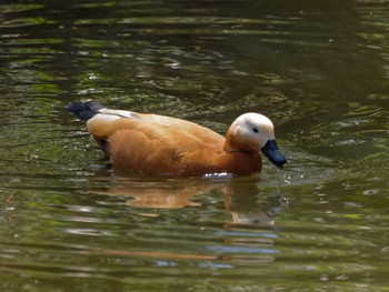 Ruddy Shelduck 大岡川 Sun, 4/8/2012