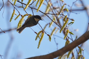 ヒガラ 南アルプス邑野鳥公園 2023年4月1日(土)