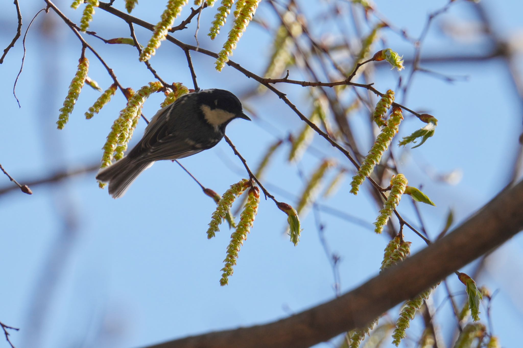 Coal Tit