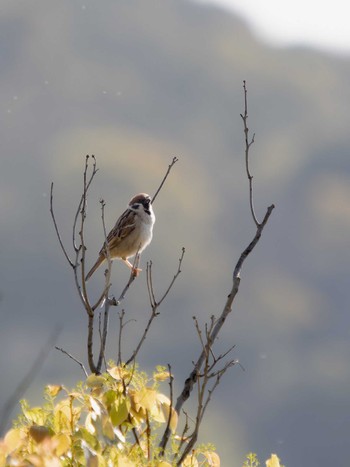 Eurasian Tree Sparrow 神ノ島(長崎市) Tue, 3/28/2023