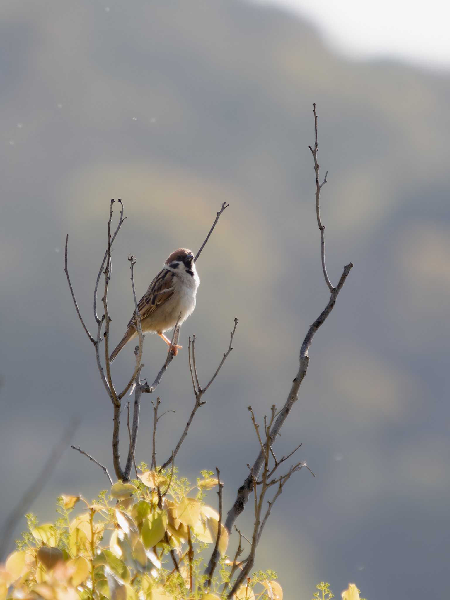 Photo of Eurasian Tree Sparrow at 神ノ島(長崎市) by ここは長崎
