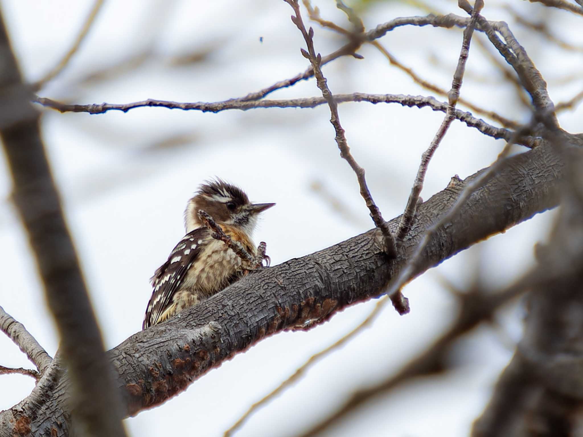 Japanese Pygmy Woodpecker