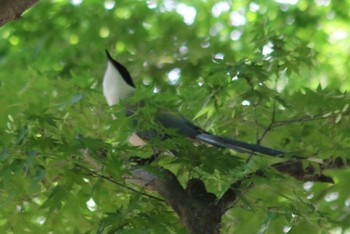 オナガ 羽村市緑地公園付近 2018年5月24日(木)