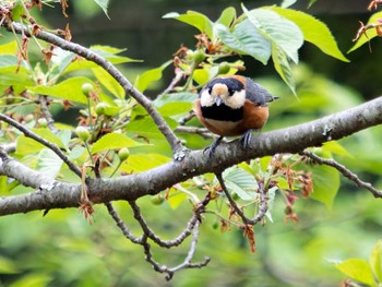 Varied Tit 風頭公園(長崎市) Thu, 4/6/2023