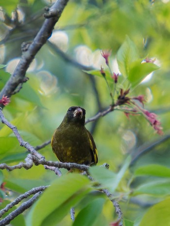 Grey-capped Greenfinch 風頭公園(長崎市) Thu, 4/6/2023