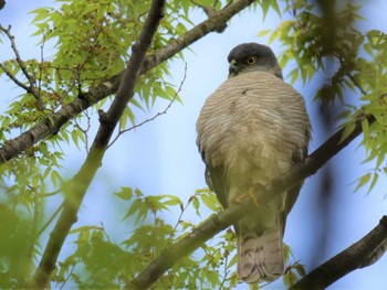 Japanese Sparrowhawk Unknown Spots Wed, 4/5/2023