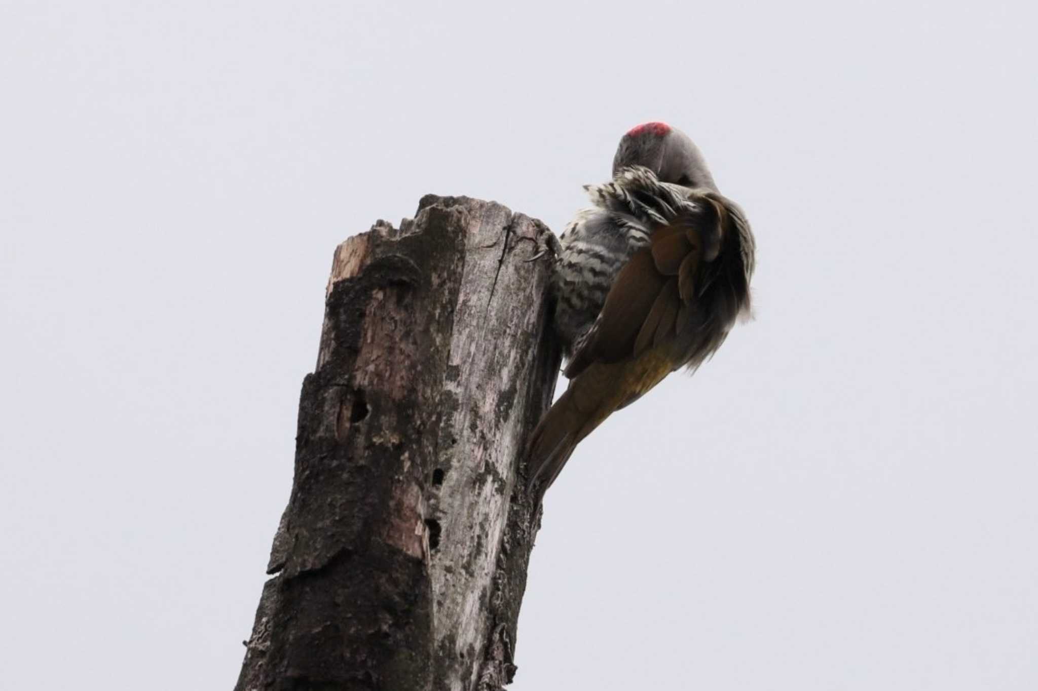 Japanese Green Woodpecker