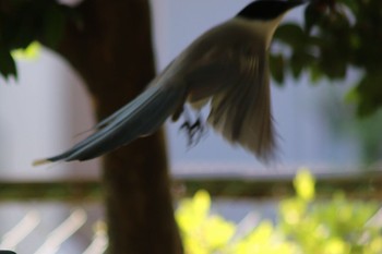 オナガ 羽村市緑地公園付近 2018年5月24日(木)