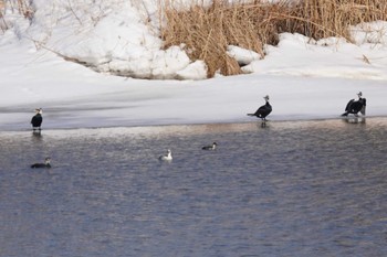 Great Cormorant 石狩川河口 Sun, 3/5/2023