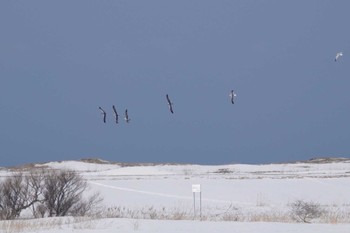 Common Gull 石狩川河口 Sun, 3/5/2023