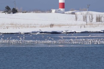 Common Gull 石狩川河口 Sun, 3/5/2023