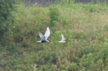 Common Tern 多摩川 Wed, 6/13/2018