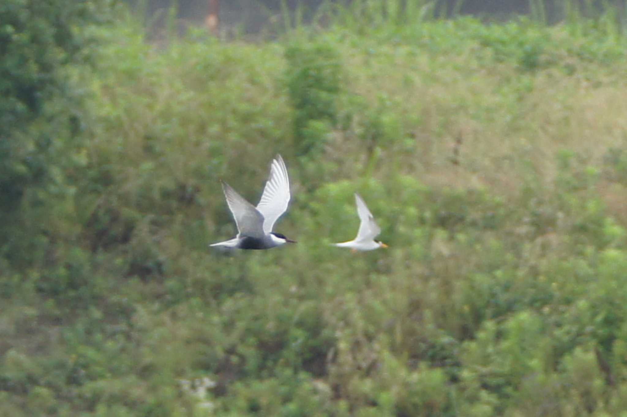 Photo of Common Tern at 多摩川 by ranke tama