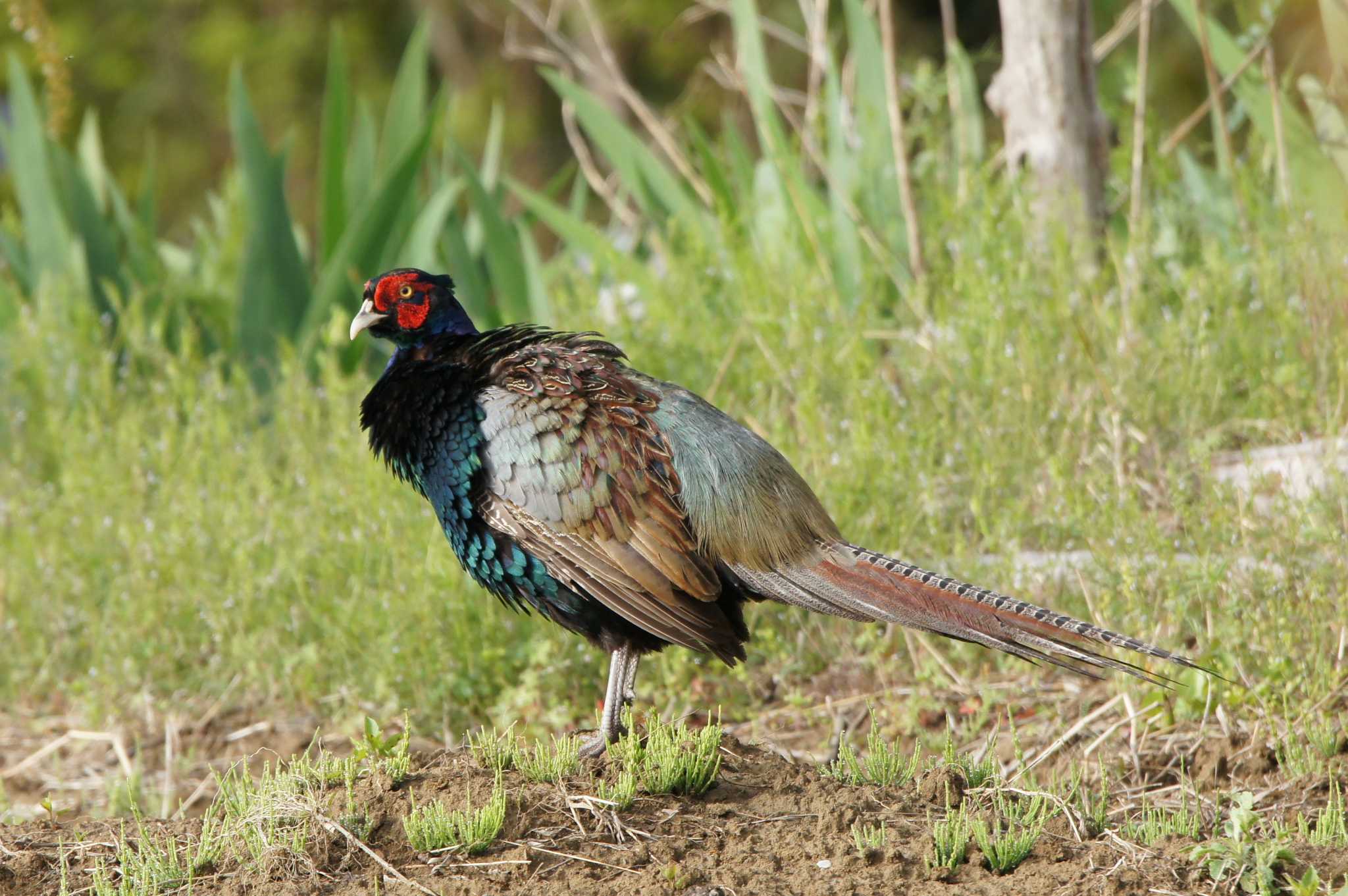 Photo of Green Pheasant at 秩父吉田 by ranke tama