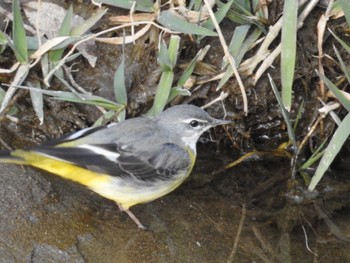 Grey Wagtail 多摩川 Fri, 2/19/2016