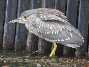 Black-crowned Night Heron 多摩川 Wed, 2/15/2017