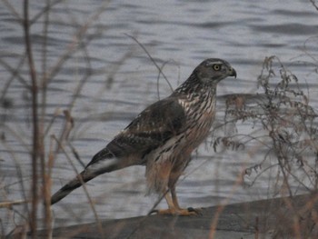 Eurasian Goshawk 多摩川 Tue, 3/7/2017