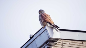 Common Kestrel 多摩川 Sat, 1/28/2023