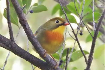 Red-billed Leiothrix 多摩川 Sun, 11/10/2019