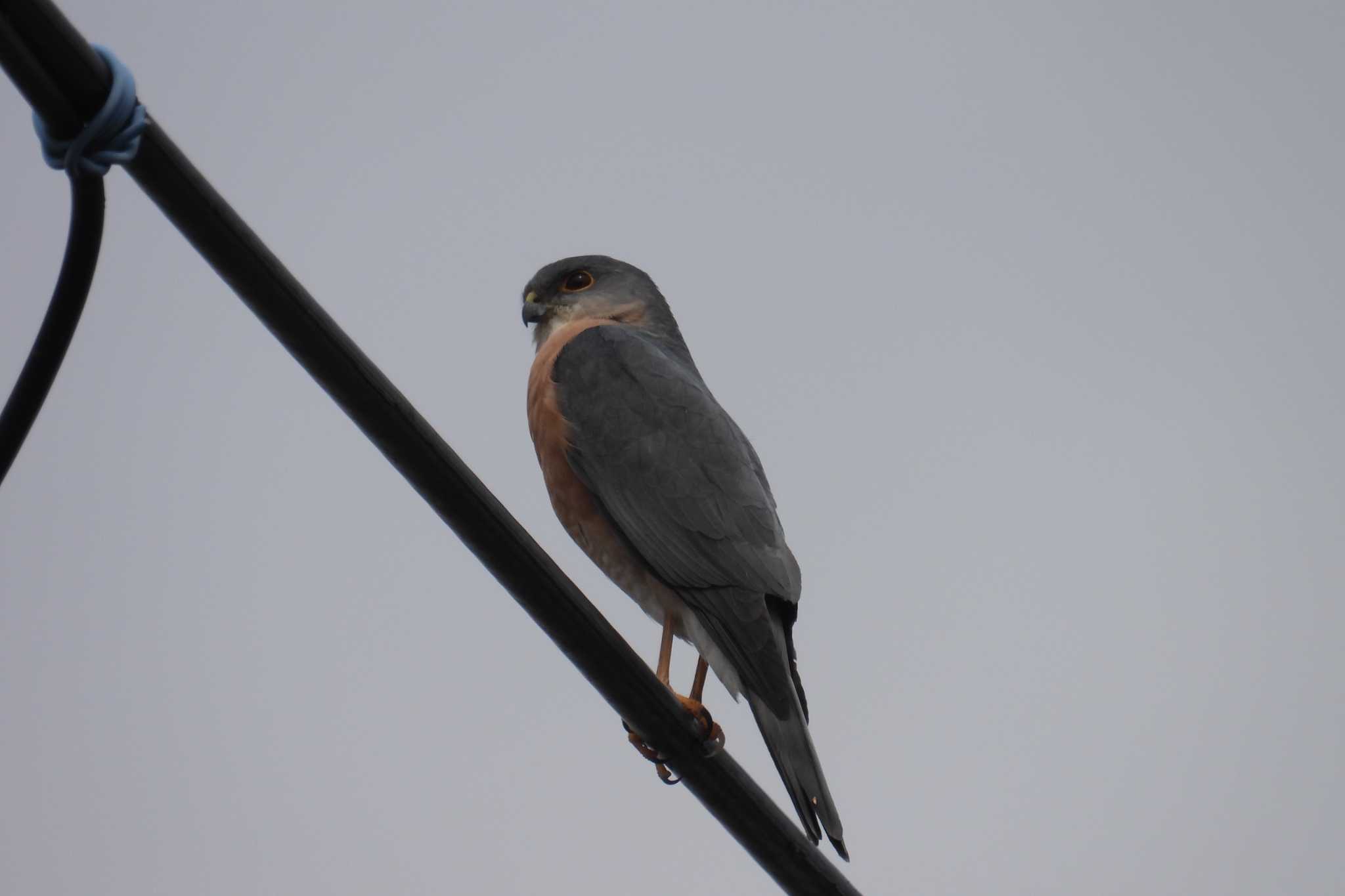 Photo of Japanese Sparrowhawk at 多摩川 by ranke tama