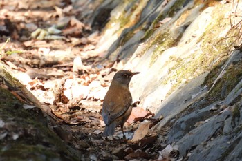 Pale Thrush 武蔵森林公園 Wed, 3/15/2023