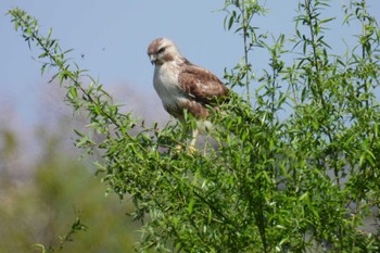 Eastern Buzzard 多摩川 Tue, 4/4/2023