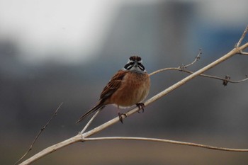 Meadow Bunting 多摩川 Sun, 3/5/2023