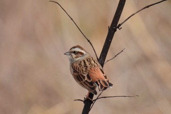 Chestnut-eared Bunting 多摩川 Sun, 3/5/2023