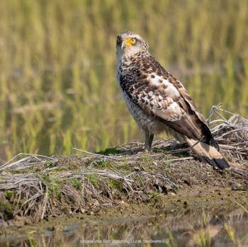 Crested Serpent Eagle Ishigaki Island Thu, 3/9/2023