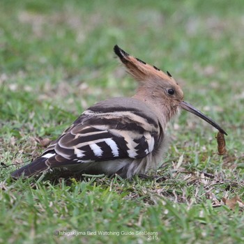 Eurasian Hoopoe Ishigaki Island Wed, 2/15/2023