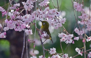 メジロ 場所が不明 撮影日未設定