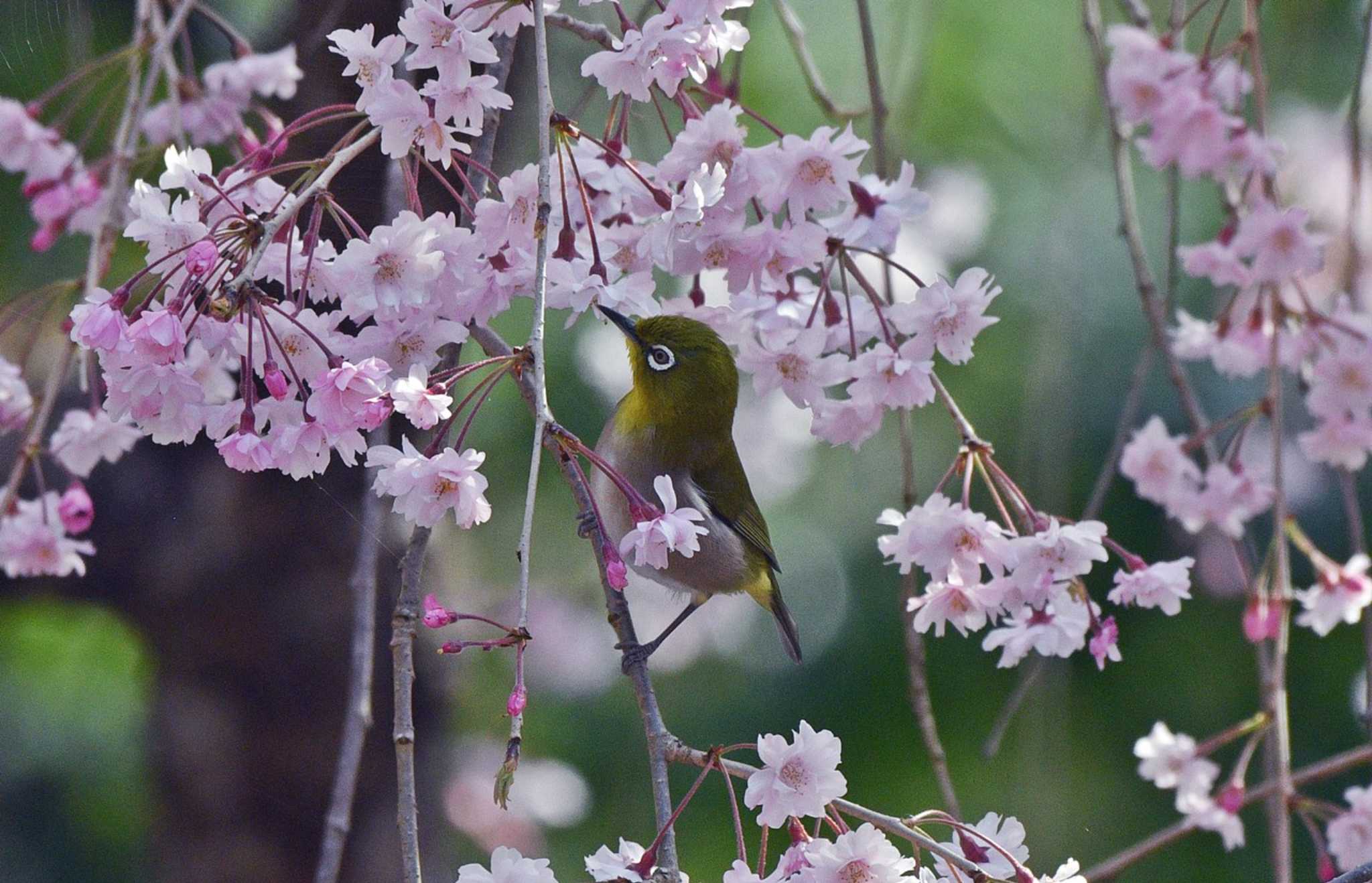 しだれ桜に来てくれました by くまのみ