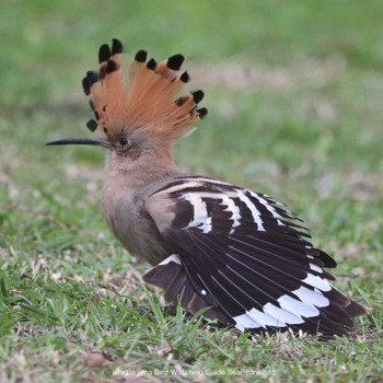 Eurasian Hoopoe Ishigaki Island Wed, 2/15/2023