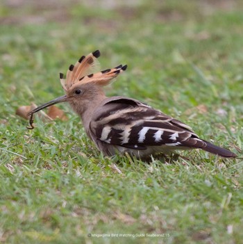 Eurasian Hoopoe Ishigaki Island Wed, 2/15/2023