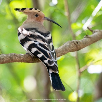 Eurasian Hoopoe Ishigaki Island Fri, 2/17/2023