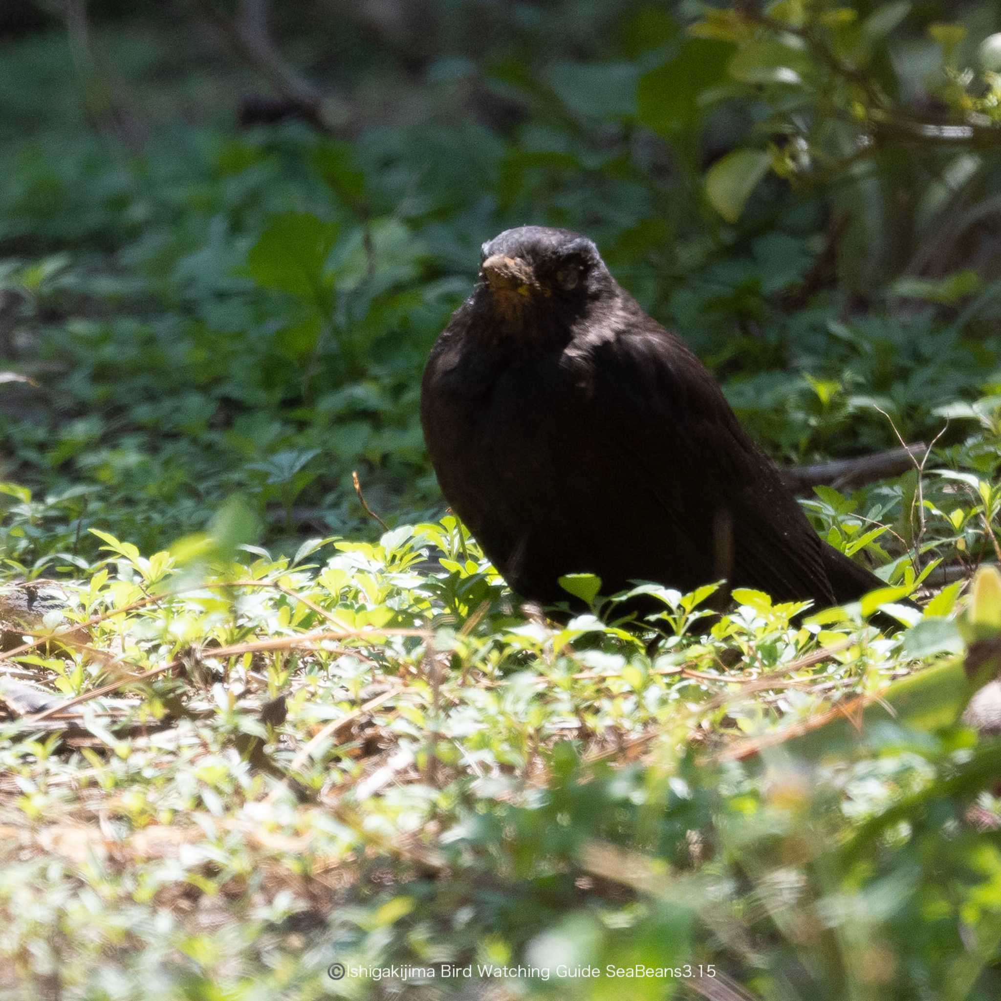 Photo of Chinese Blackbird at Ishigaki Island by 石垣島バードウオッチングガイドSeaBeans