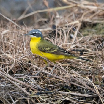 Eastern Yellow Wagtail(simillima) Ishigaki Island Wed, 3/29/2023