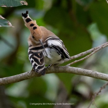 Eurasian Hoopoe Ishigaki Island Wed, 3/1/2023