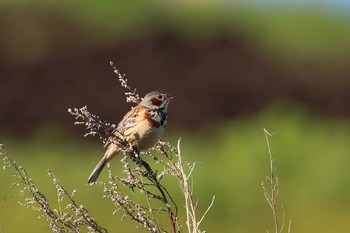 Chestnut-eared Bunting 北海道　函館市　函館空港脇 Thu, 5/24/2018