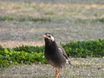 2023年4月4日(火) 江ノ島の野鳥観察記録