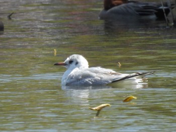 2023年4月4日(火) 鶴岡八幡宮の野鳥観察記録