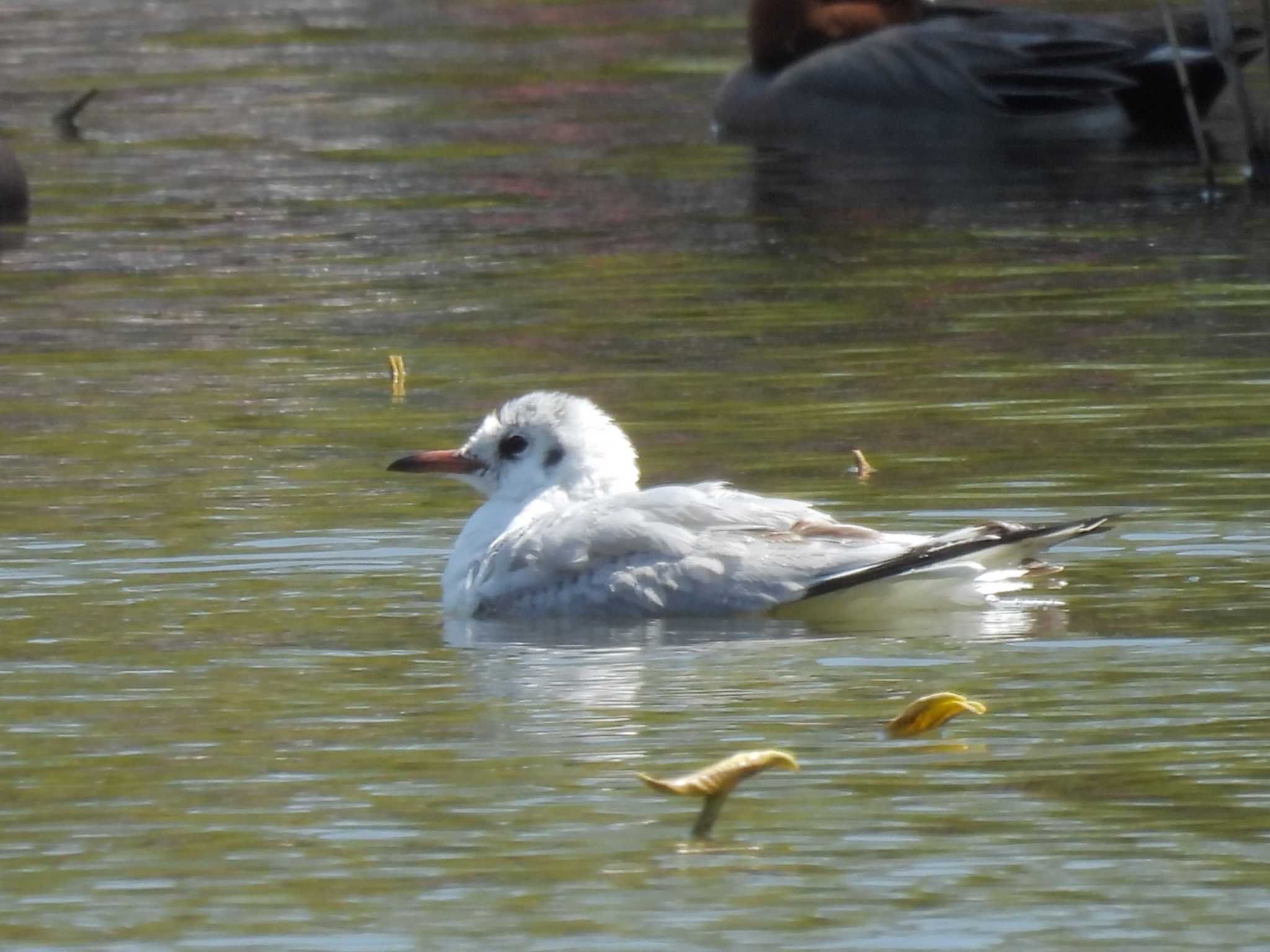 Black-headed Gull